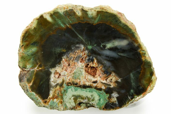 Green Chromium Petrified Wood (Woodworthia) End-Cut - Zimbabwe #379392